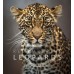 Remembering Leopards - Standard Edition - With Tote Bag