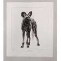 Remembering African Wild Dogs - Limited Edition Print